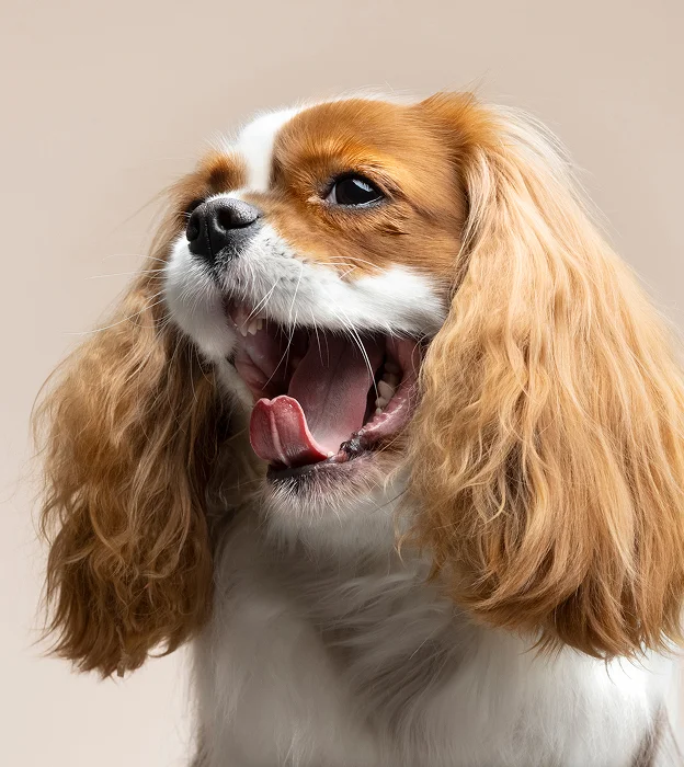 cavalier king Charles qui ouvre la gueule à Saint-Germain-en-Laye dans les Yvelines 78