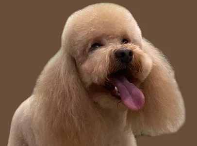 toilettage canin à Saint-Germain-en-Laye dans les Yvelines 78