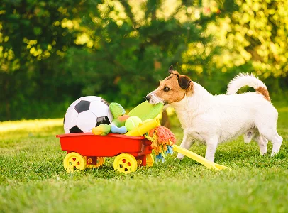 jouets pour chiens à Saint-Germain-en-Laye dans les Yvelines 78