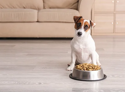 alimentations et friandises pour chiens à Saint-Germain-en-Laye dans les Yvelines 78