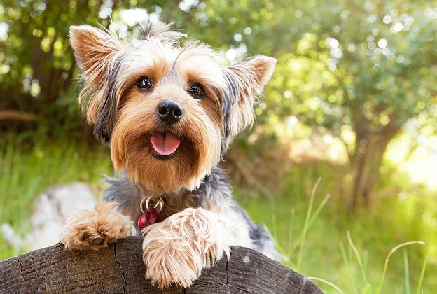 yorkshire avce une couette à Saint-Germain-en-Laye dans les Yvelines 78
