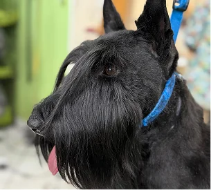 toilettage chien noir à Saint-Germain-en-Laye dans les Yvelines 78