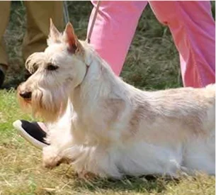 toilettage chien blanc à Saint-Germain-en-Laye dans les Yvelines 78