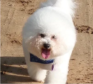 toilettage petit chien blanc à Saint-Germain-en-Laye dans les Yvelines 78