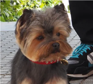 toilettage yorshire à Saint-Germain-en-Laye dans les Yvelines 78