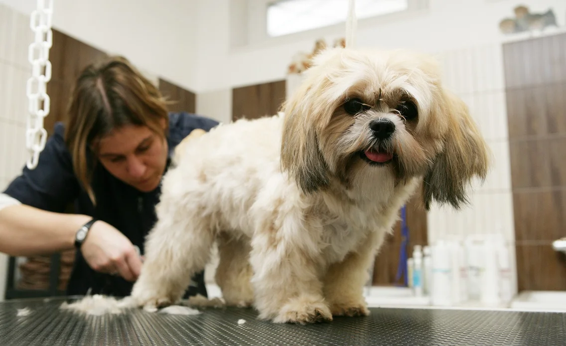 toilettage chien shitzu à Saint-Germain-en-Laye dans les Yvelines 78