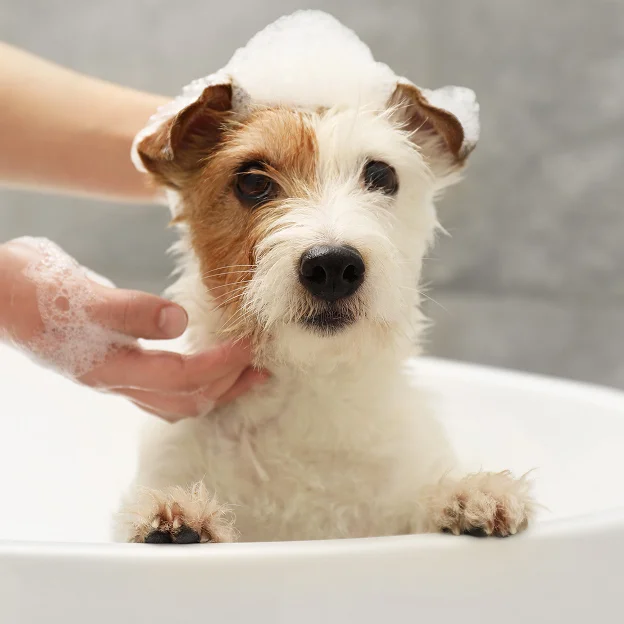 toilettage chien terriers ecossais à Saint-Germain-en-Laye dans les Yvelines 78