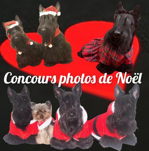 Concours photos Noël